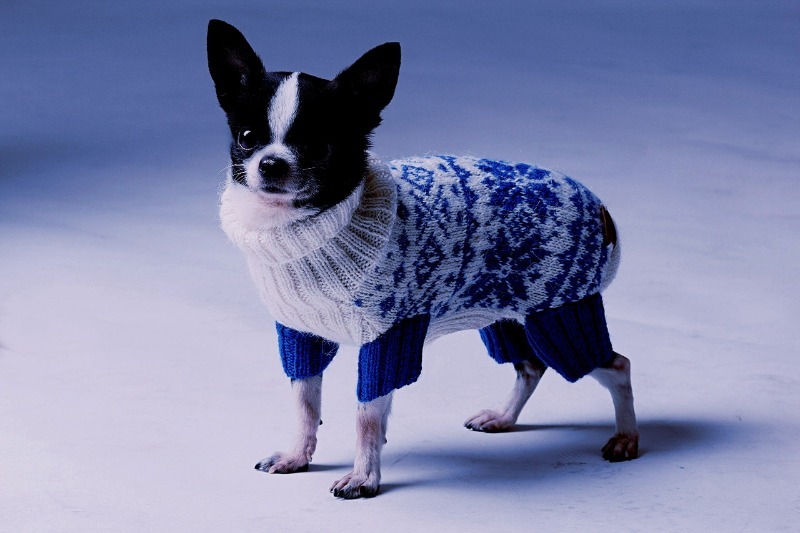 Породы собак, которых не стоит выпускать на мороз без собачьей одежки можно, время, комбинезон, питомец, породы, животное, очень, одежде, собак, нуждается, может, будет, собака, должен, чтобы, мороз, использовать, одежды, только, просто