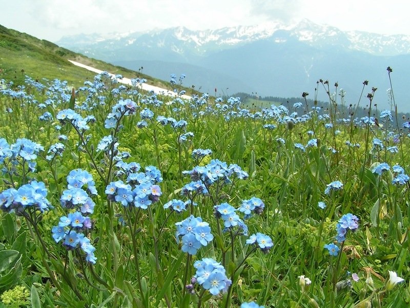 Ð³Ð¾Ð»ÑÐ±Ð¾Ðµ