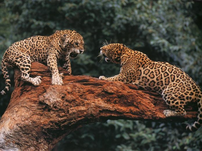 Схватка ягуаров фото