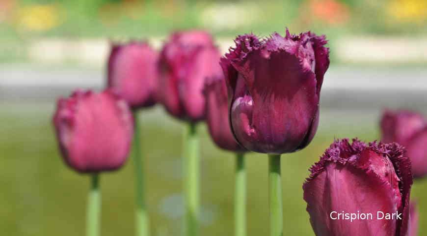 Август - самое время выбирать, какие сорта тюльпанов у вас будут цвести весной дача,сад и огород,цветоводство