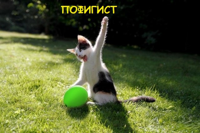 Такие разные и забавные котики Такие разные и забавные котики