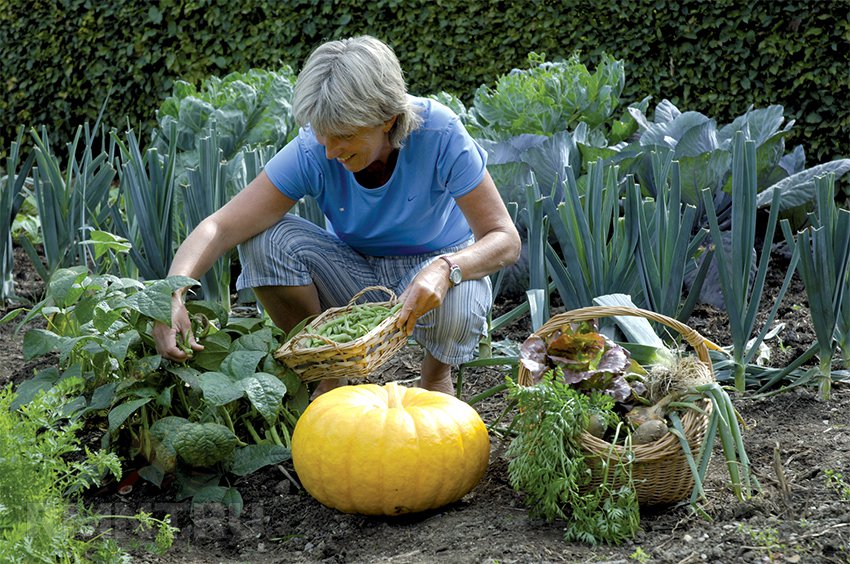 Планировка огорода — готовимся к посадке овощей на грядки