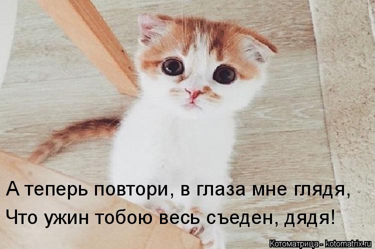 Котоматрица: А теперь повтори, в глаза мне глядя, Что ужин тобою весь съеден, дядя!