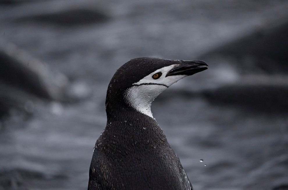 Перепись пингвинов в Антарктиде антарктика,животные,наука,пингвины