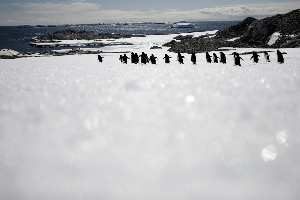 Фото-путешествие в Антарктиду 