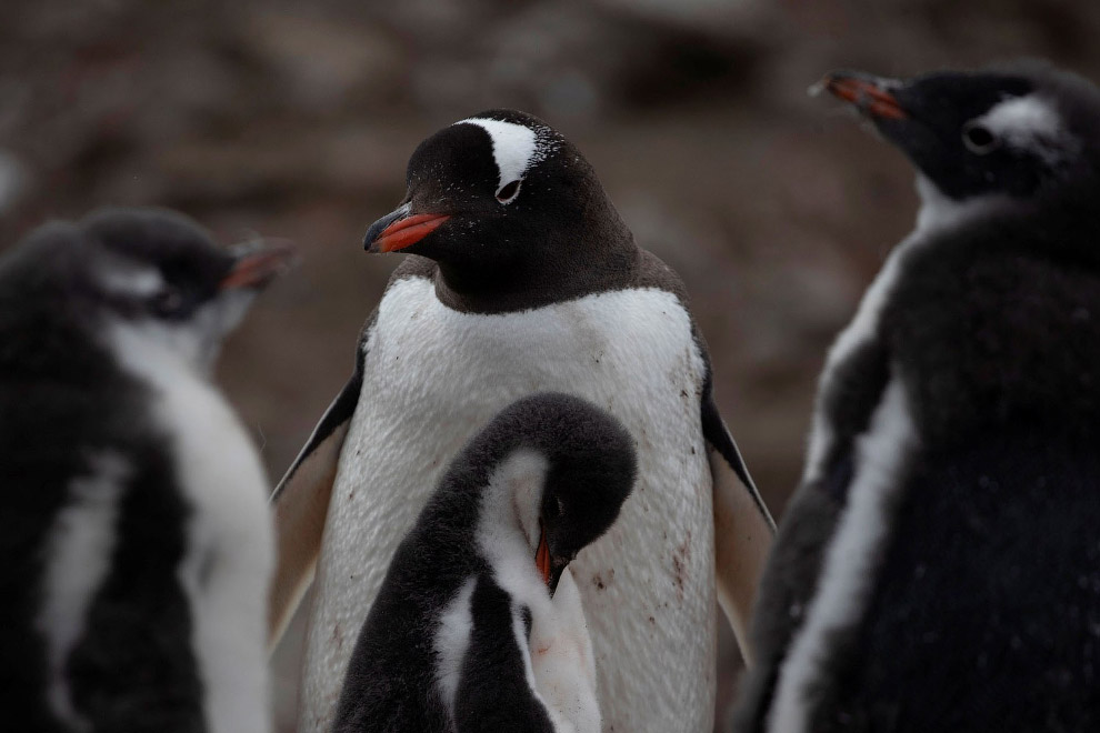 Перепись пингвинов в Антарктиде антарктика,животные,наука,пингвины