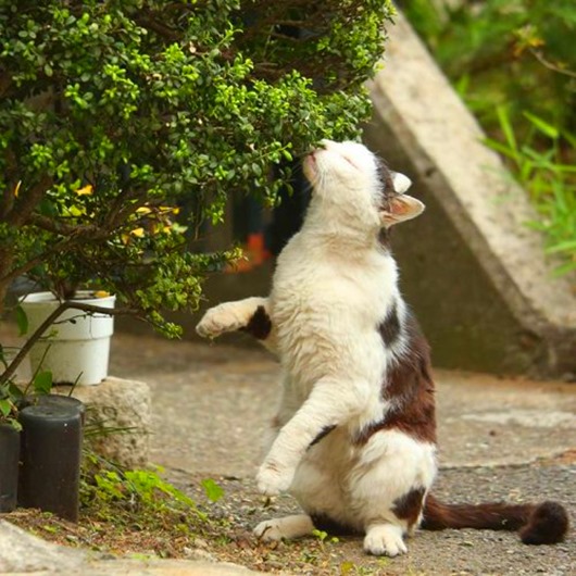 Кошки Токио в фотографиях Масаюки Оки интересное,кошки и коты,позитив,фотография