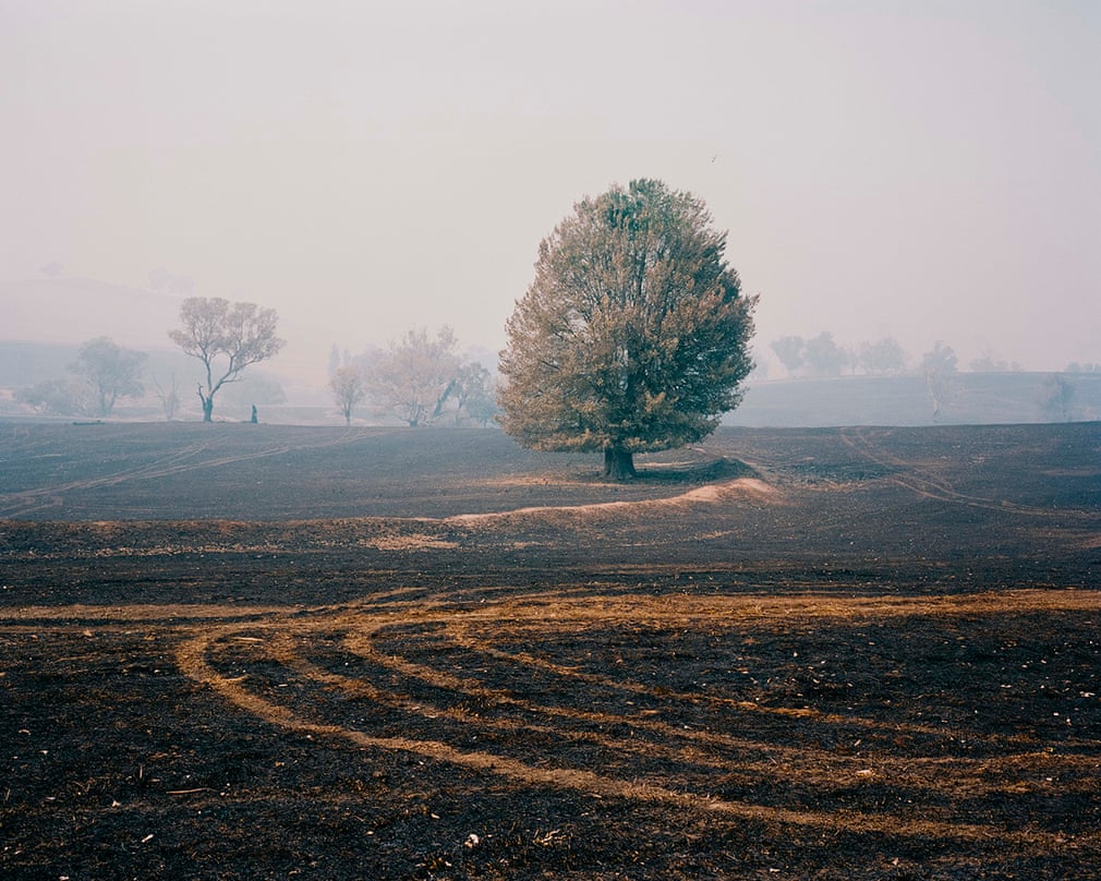 Травмированный пейзаж: Австралия  в фотографиях после лесных пожаров 