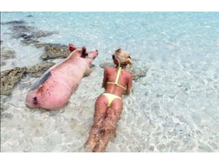 Украина-2021: от жизни собачьей, не стали бы свиноводы кусачими