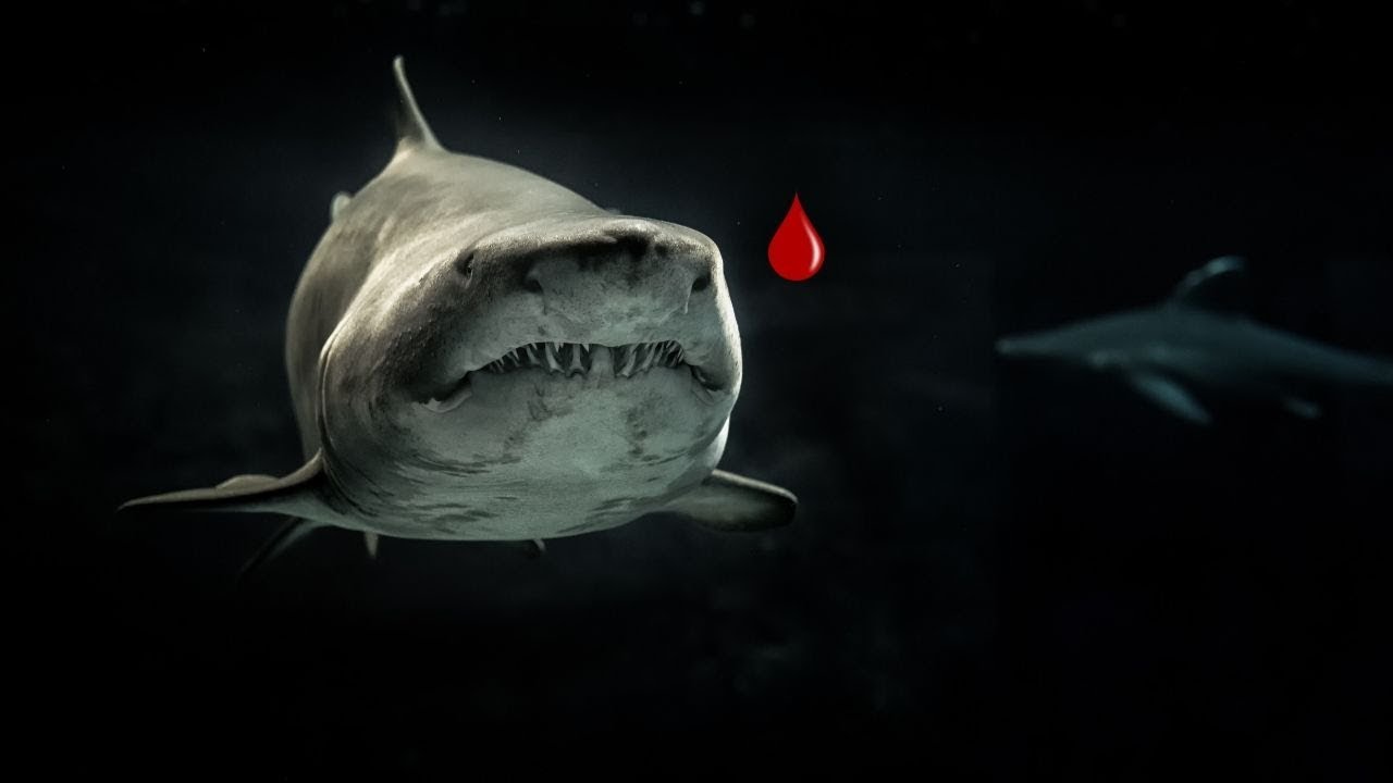 Что будет если пролить кровь рядом с акулой
