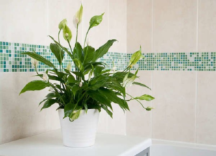 Всегда мечтала о «зеленой» ванной и обрадовалась, узнав, что есть растения, которые прекрасно в ней приживутся  комнатные растения,полезные советы