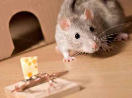 Картинки по запросу Как избавиться от крыс в доме или квартире?