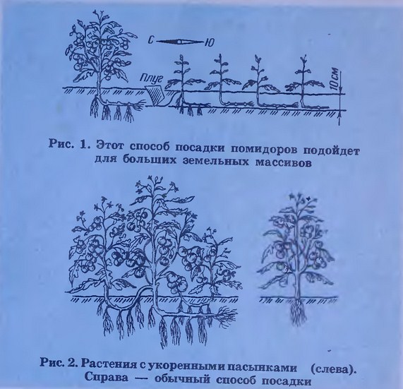 Томат санька схема посадки