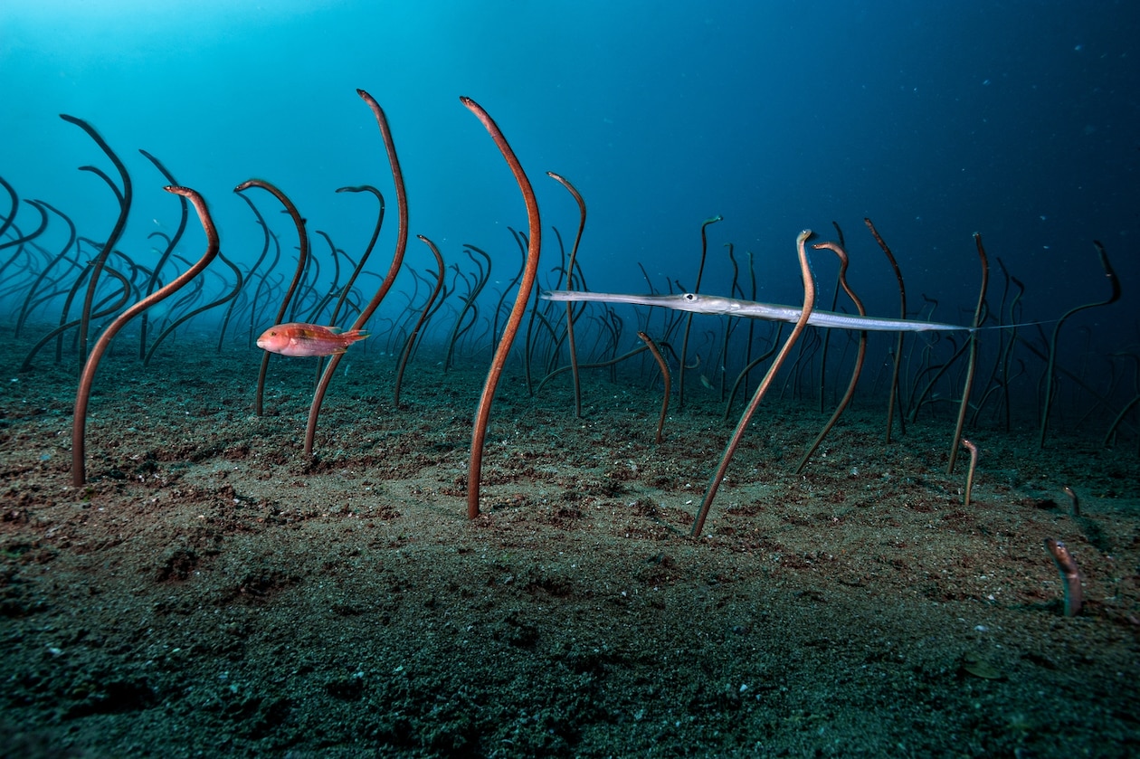 Фотография маленького красного желания и длинной серебристой рыбы, плывущих по полю угрей, торчащих из своих отверстий на дне океана.