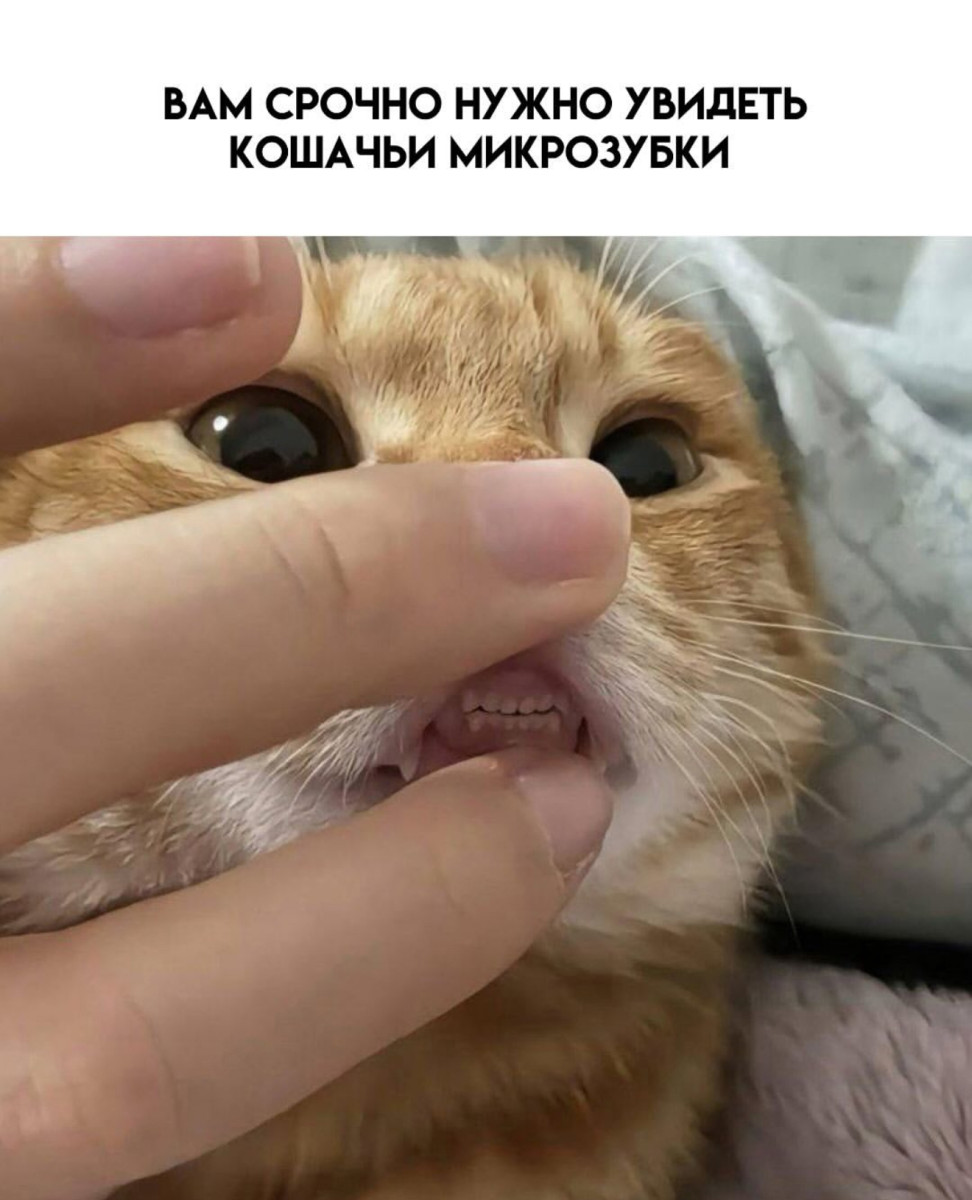 Звонок будильника означает, что лучшая часть суток уже закончилась... Звонок будильника означает, что лучшая часть суток уже закончилась...