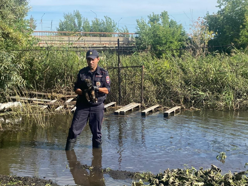 Спасался от воды: челябинский полицейский спас щенка из затопленного пристроя