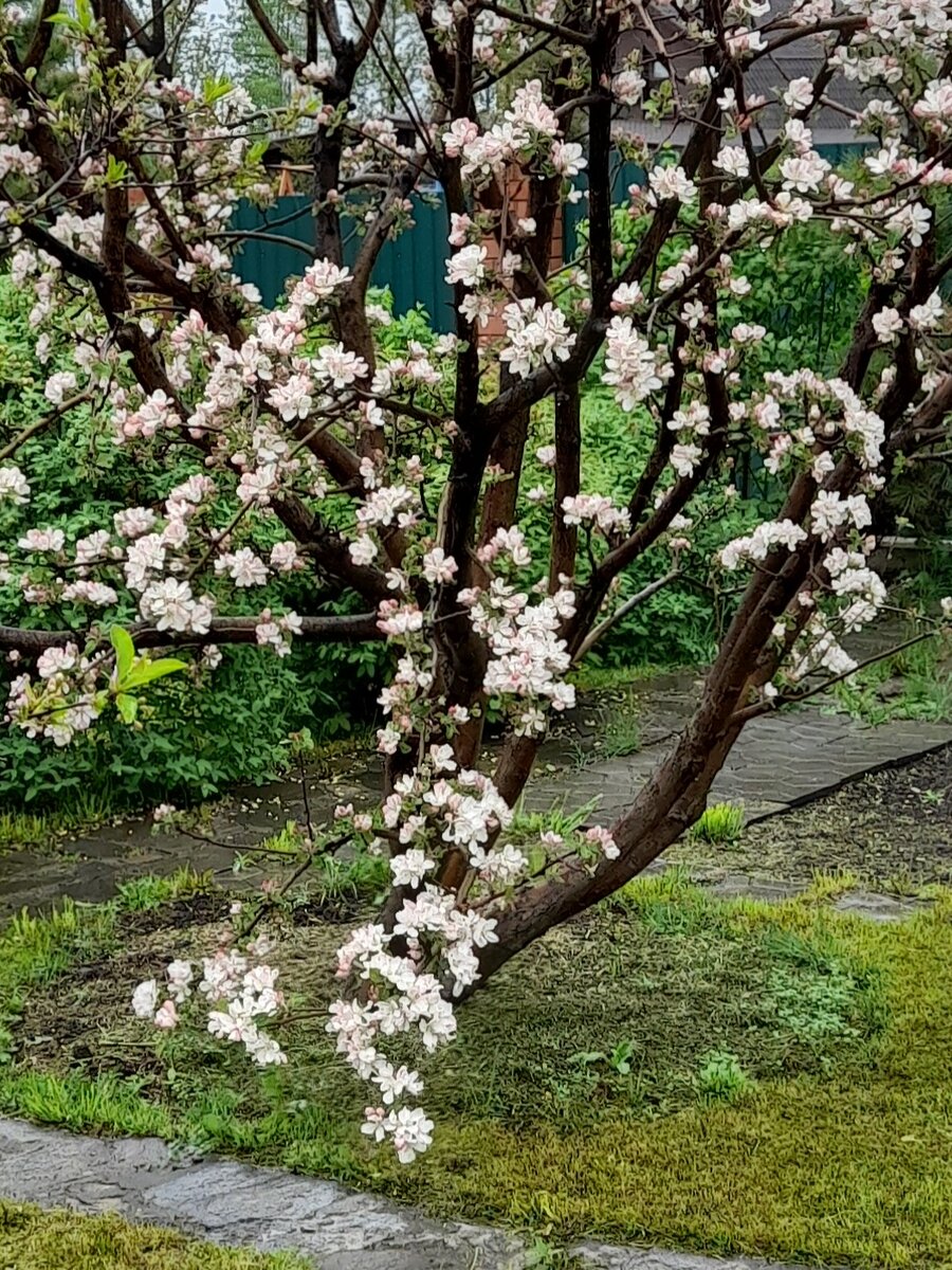 Сад Татьяны на Урале. И невозможное - возможно!