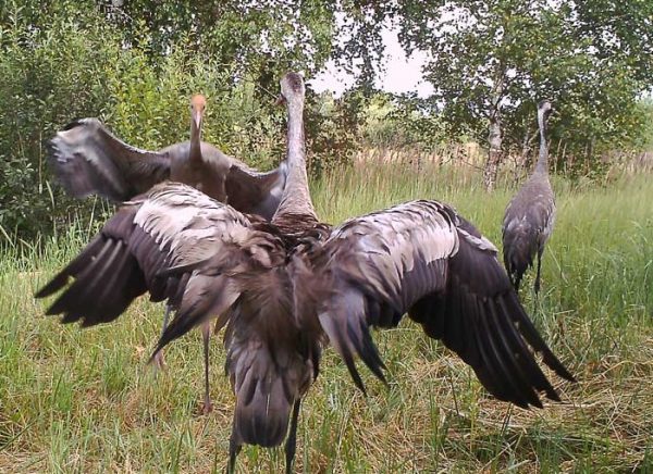 Мужчина установил фотоловушки возле Чернобыля. Камера зафиксировала невероятное!