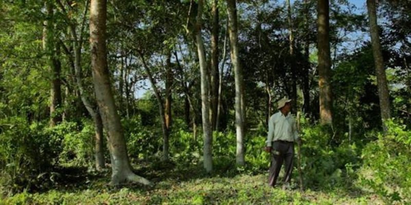 Мужчина стал героем Индии, вырастив собственный лес на высохшей земле