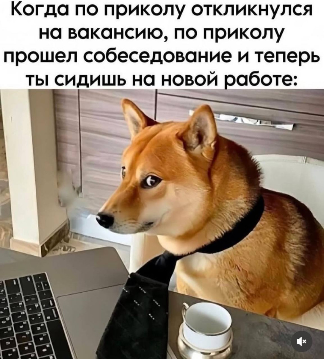 Мемы с котиками, разные смешные картинки и позвоночник 