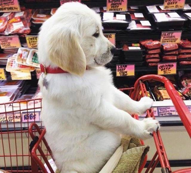 Подборка картинок. Дневной выпуск (54 фото)