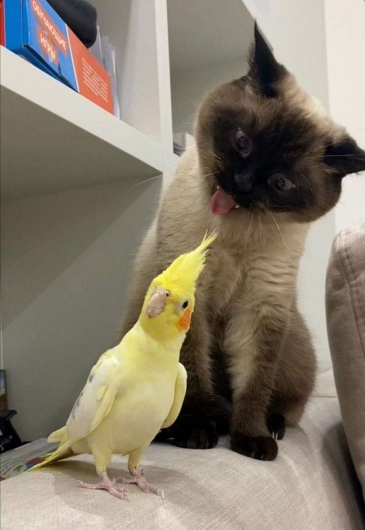 Подборка прикольных картинок Подборка прикольных картинок приколы,смешные картинки,юмор