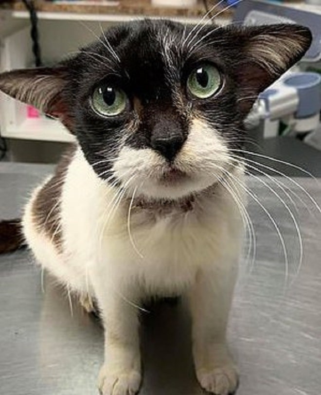 Грустная кошка