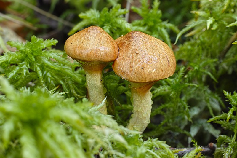 Маслята в саду — собираем, выращиваем и готовим правильно Suillus, грибы, диаметром, микоризу, маслята, может, шляпкой, маслят, почвы, сосной, грибов, шляпка, масленок, мякоть, можно, стоит, лесах, отличается, имеет, поскольку