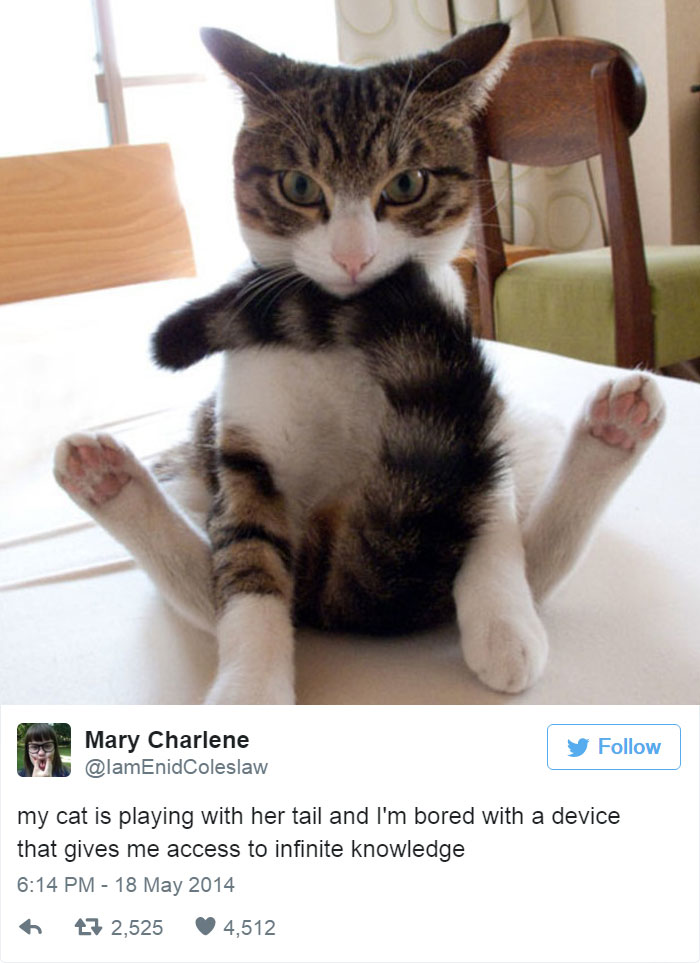 Funny Cat Tweets