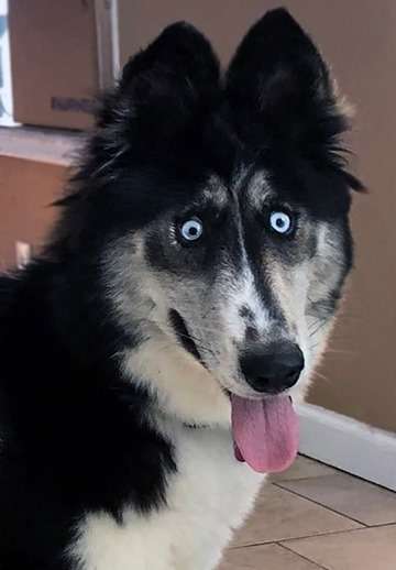 удивлённая лайка