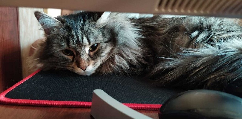 Жизненной мудрости я учусь у кота! Жизненной мудрости я учусь у кота! Барсик, произошли, дверь, ладно, чтобы, знаешь, обманул, Васька, подумал, перед, порвут, ТЫГЫДЫМ, Кошечка, когтями, никогда, Теперь, мышей, хочет, спрыгивает, стоит