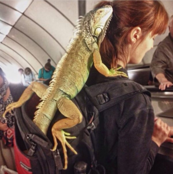 Модники и чудаки из метро Модники и чудаки из метро позитив,смешные картинки,юмор