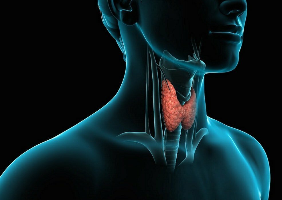 Что нужно для здоровья щитовидной железы?