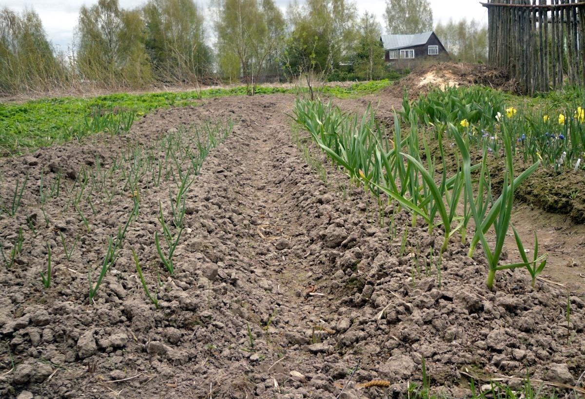 Секреты лукового урожая дача,сад и огород,советы огородникам