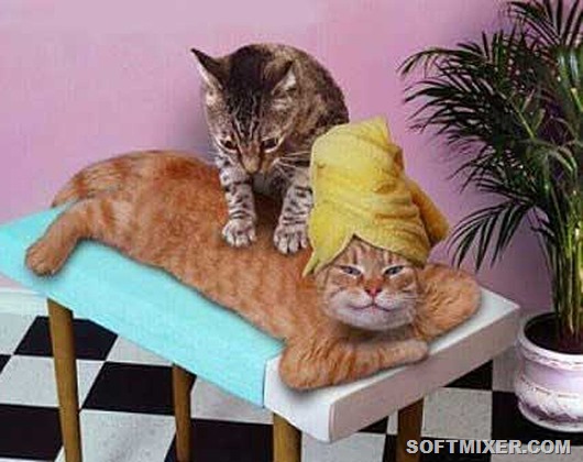 Кошачий массаж: почему они делают это? домашний очаг,коты,массаж,питомцы