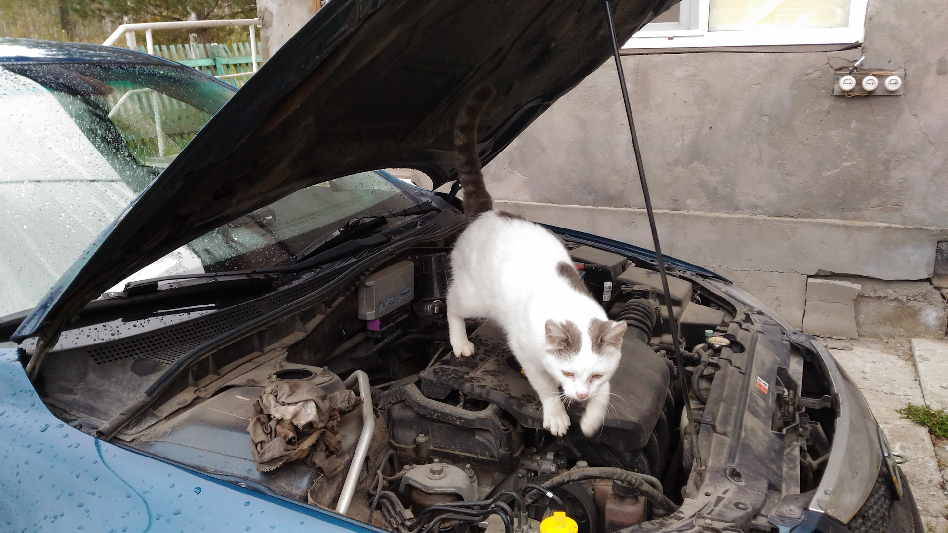 Кот механик. Кот ремонтирует авто. Кот чинит авто. Кот автомеханик. Кот чинит ремонтирует машину.