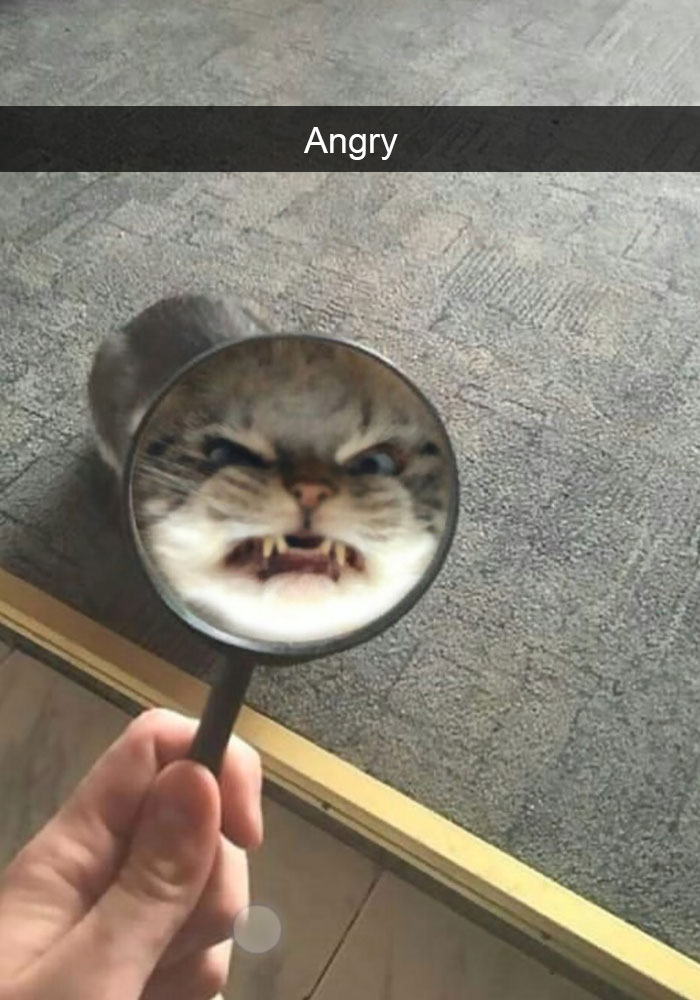 Funny Cat Snap