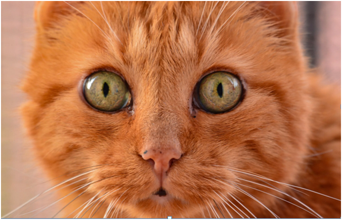 Это какое то котоиздевательство...