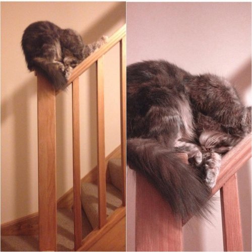 Кошки заснувшие в самых невообразимых позах фейлы,юмор