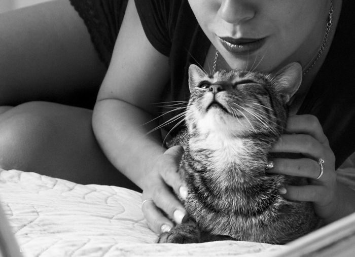 Счастливые кошки в фотографиях Marianna Zampieri Счастливые кошки