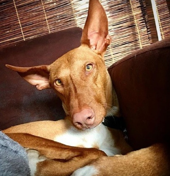 Собака в доме