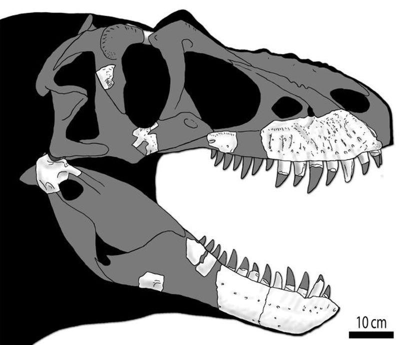 «Жнец смерти»: открыт новый вид тираннозавров