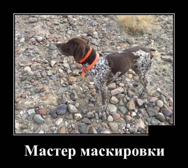 Демотиваторы Демотиваторы демотиваторы