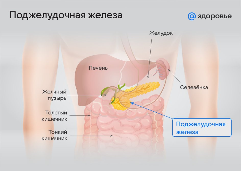 Где находится поджелудочная железа у человека: особенности расположения и строения медицина и здоровье,поджелудочная железа