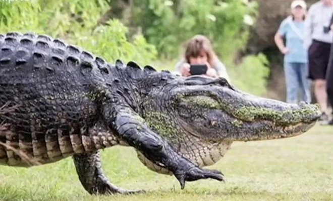 Реальную силу крокодила случайно сняли на видео. Почти динозавр с легкостью проходит сквозь забор из металла