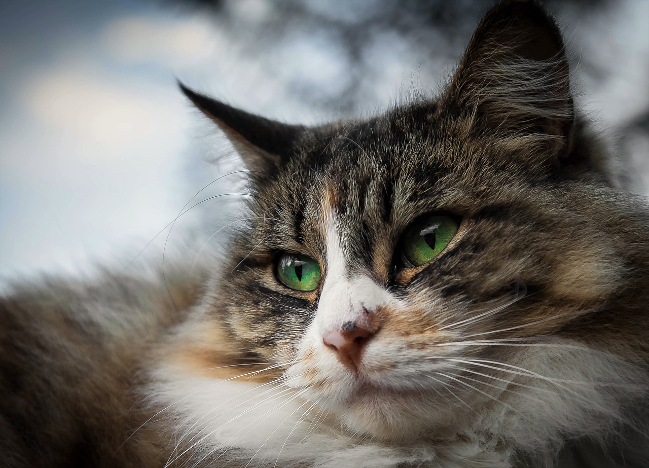 кошка на фото