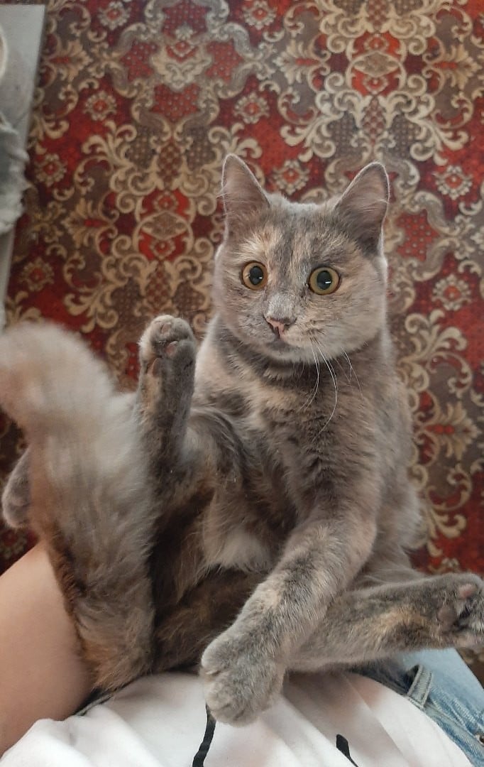 серая кошка