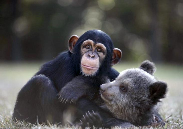 обезьяна и медведь