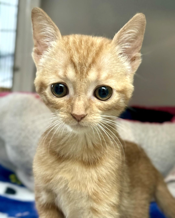 18 обитателей приюта, которые кого хочешь покорят, и моргнуть не успеешь 18 обитателей приюта, которые кого хочешь покорят, и моргнуть не успеешь