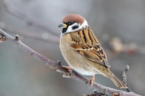 Праздники@Roevzoo.
Всемирный день воробья отмечается 20 марта.